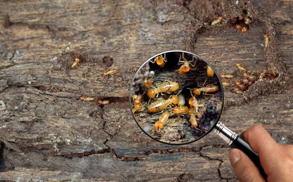 Diagnostic immobilier termites pour location